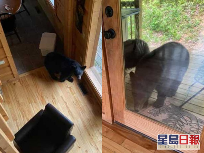 一只黑熊抢劫,另外3只把关。网图