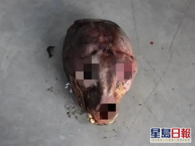 老虎頭。網圖