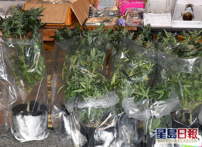 警方多次破獲大麻種植場。資料圖片