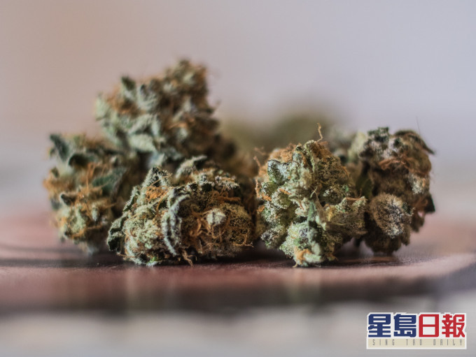 新澤西州大麻合法化無牌種植或分銷仍屬違法 星島日報