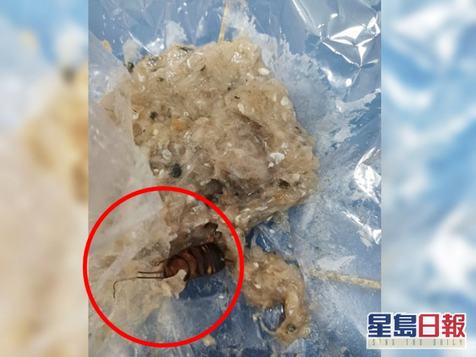 有網民到街市購買鯪魚肉,竟在裡面發現巨型曱甴。「聯和墟的生活點滴」Facebook圖片