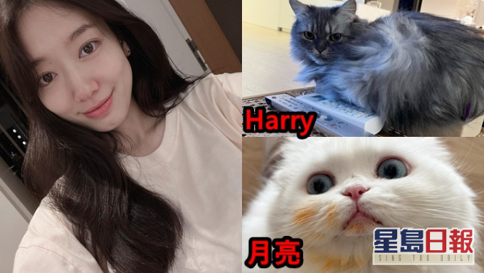 朴信惠係Die Hard貓奴,佢嘅IG有大量愛貓嘅相同片。
