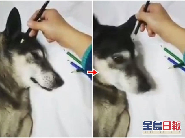 台網友執筆畫愛犬畫中 狗 突起身走露破綻 星島日報