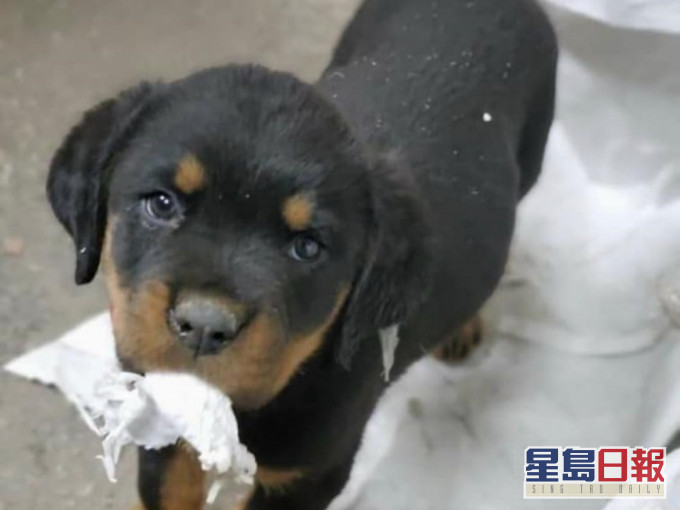 被盜狗隻炭頭。警方提供