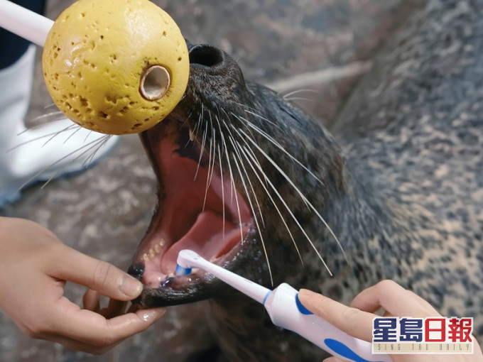 護理員每日為海豹刷 牙及檢查口腔，保持口腔衛生。海洋公園提供