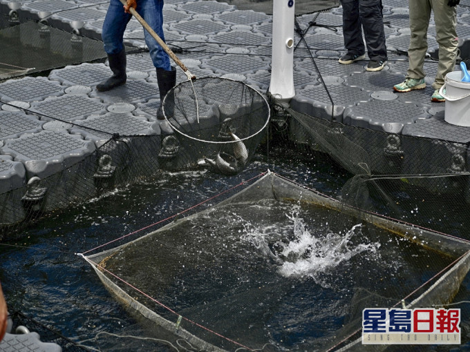 年輕學員在養殖場撈起漁獲。蘇正謙攝