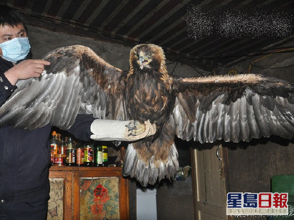 黑龍江牧羊男巧遇「大鳥」,原來為國家一級保護動物「金雕」。網圖