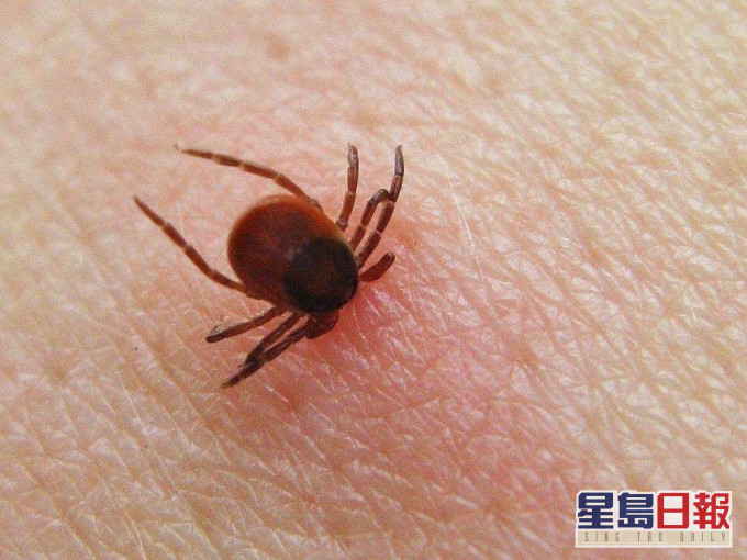 蜱虫叮咬是「新型布尼亚病毒」的主要传播方式,但不排除人传人的可能。