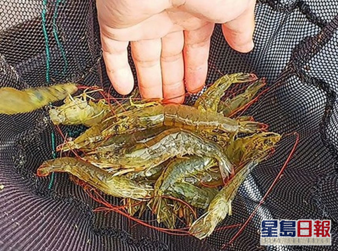 網圖