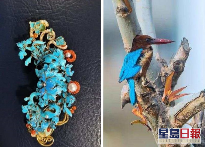 北京一女子涉嫌以白胸翡翠鸟(右)羽毛制作工艺品,被网民举报后遭拘捕。网图