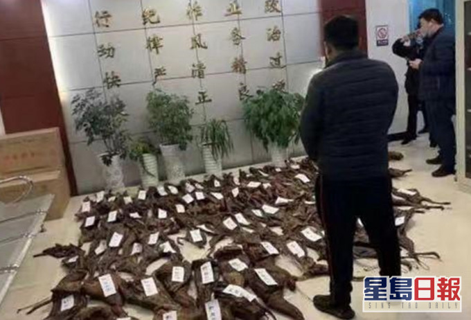 四川捣破一个野生动物非法制品工场。网上图片