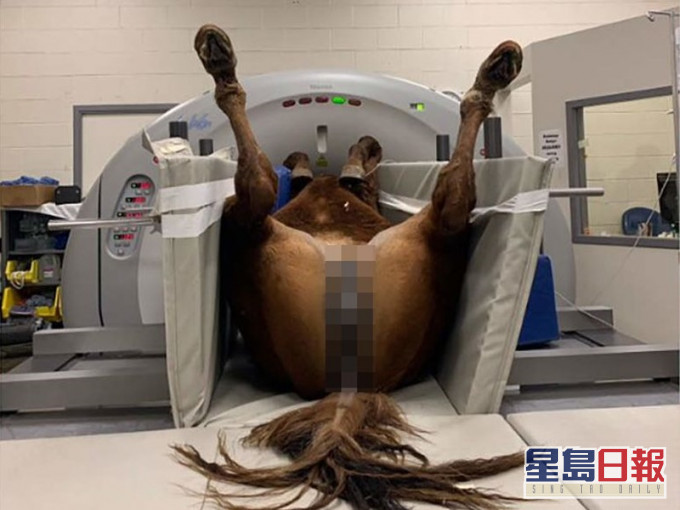 馬躺在床上被倒轉身呈V字腿照CT。twitter