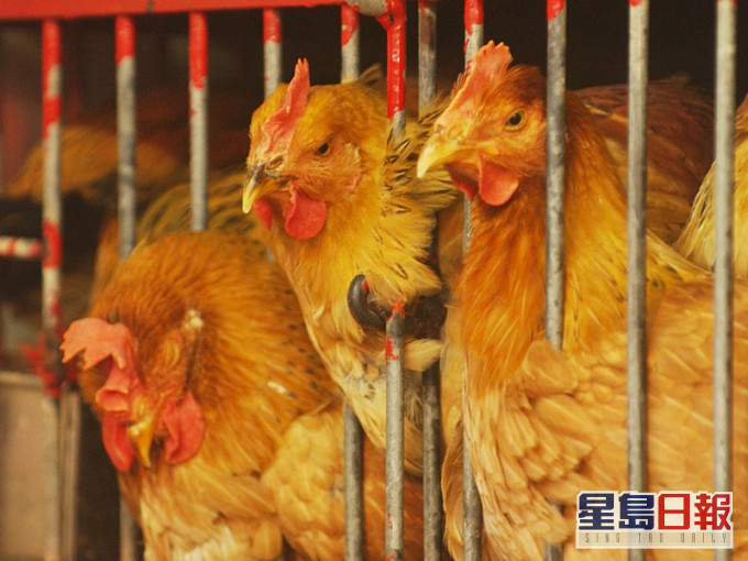 波蘭英國爆發高致病性H5N1禽流感,港府暫停進口禽類產品。資料圖片