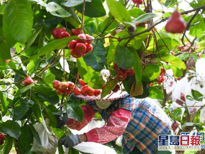 有台湾农会表示被大陆贸易商要求暂停莲雾进口。新华社资料图片
