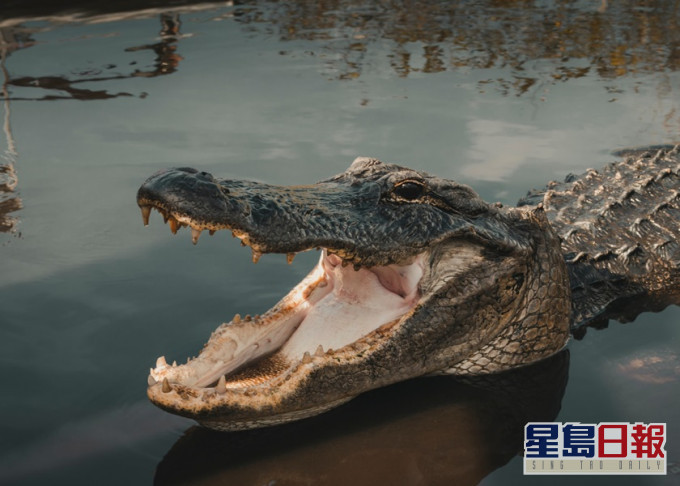 巴西一具浮屍竟被鱷魚拖走,幸而最終尋回。Unsplash示意圖