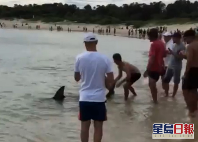 澳洲雪梨有鯊魚游近海岸，有泳客協助推回大海。影片截圖