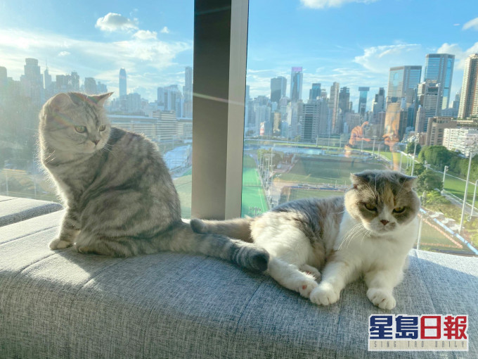 有港人希望請人帶兩隻愛貓往歐洲。網民Cynthia Ng圖片