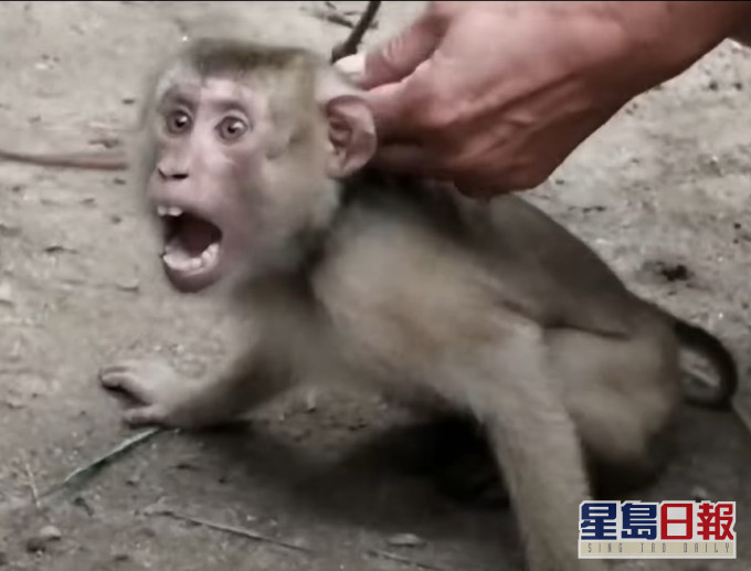 猴子被套上鐵鏈。PETA影片截圖