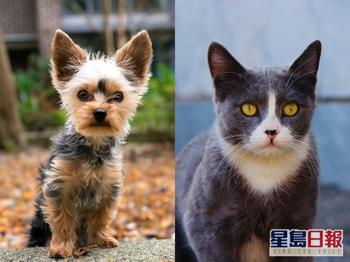 一隻約瑟爹利犬及一隻蘇格蘭短毛貓對新冠肺炎病毒的測試呈陽性反應。 Unplash圖片/示意圖