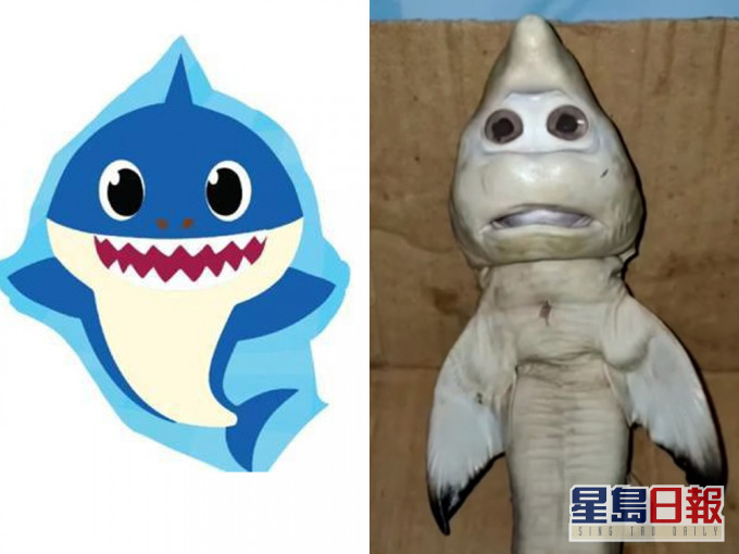 印尼漁夫母鯊肚內驚見人臉幼鯊魚,有網民稱 似足Baby Shark。(網圖)