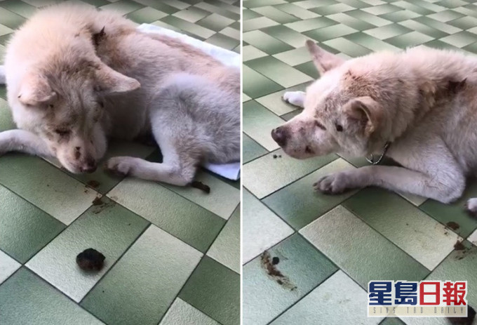 唐狗「白白豬」當日身上沾滿糞便。