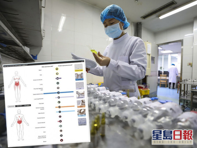內地研究指病毒或損害腎臟睾丸,專家建議康復男患者檢查生殖系統。AP/網圖