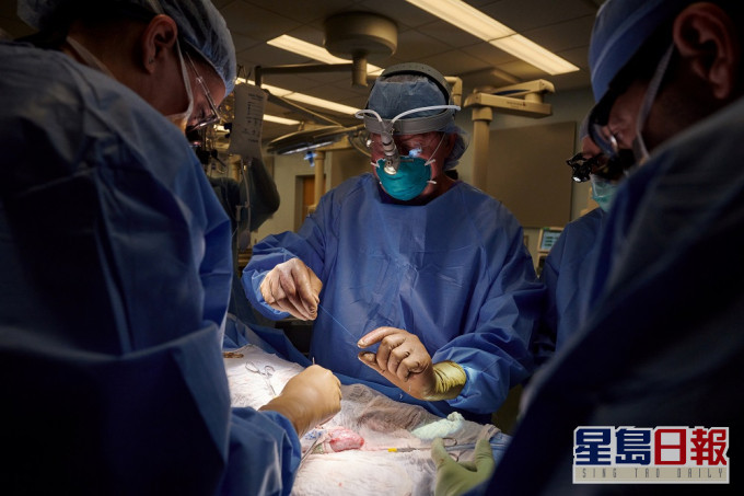 美國有研究團隊成功將豬腎移植人體,成全球首例。REUTERS圖片