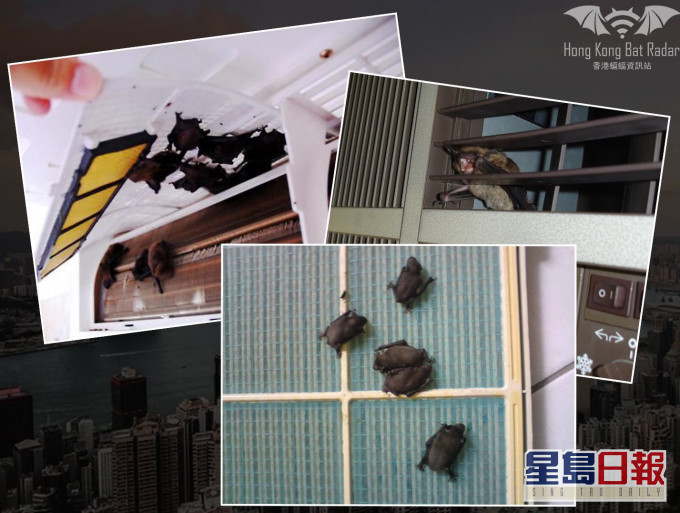 「香港蝙蝠資訊站」FB圖片