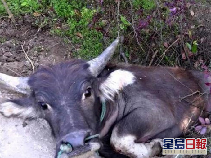 水牛下半身被死死卡住狀甚可憐。網圖