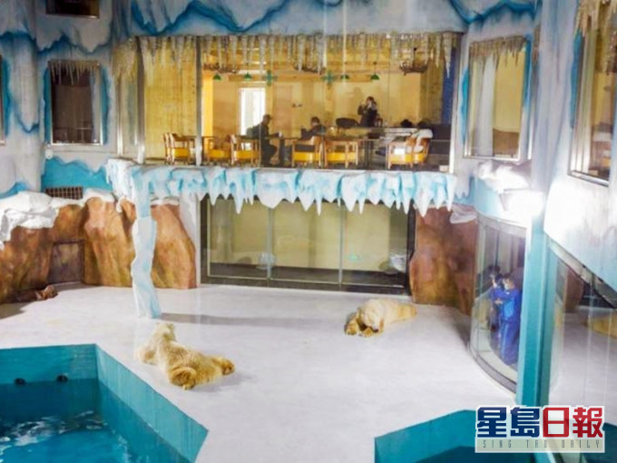 黑龙江省哈尔滨一间新开幕的酒店，自称全球首见的「北极熊酒店」。网图