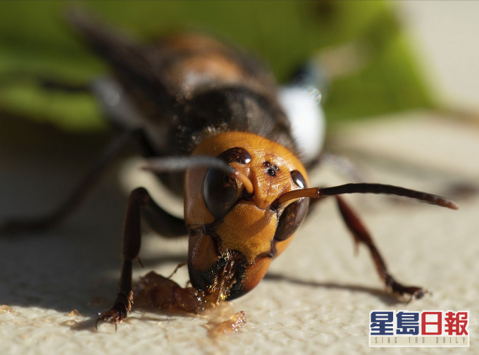 華盛頓州農業部在一處私人用地的一顆樹洞內發現亞洲大黃蜂蜂巢。AP