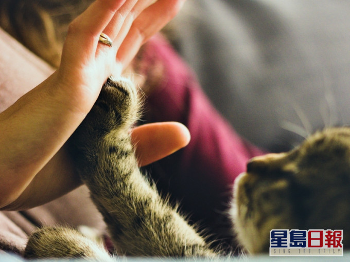 有港女的愛貓慘被奶奶故意「放生」至後山,目的竟是為了「有孫抱」。unsplash圖片