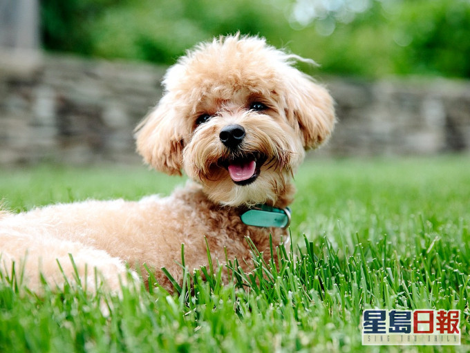 一隻貴婦狗對病毒呈陽性反應。示意圖片