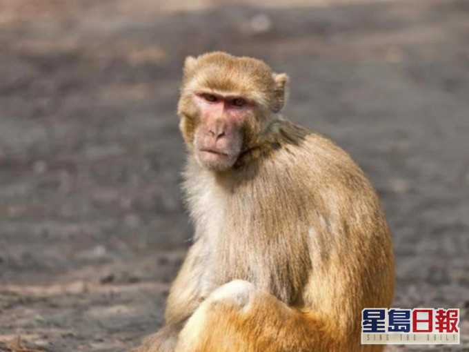 猴B病毒最初於1932年被分離出來,是獼猴體內的一種地方性α皰疹病毒。網圖