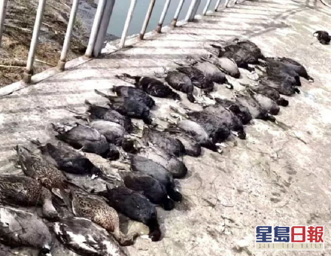 湖北襄阳有大量野生鸟类发现非正常死亡。网上图片