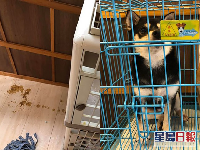 前員工再爆料稱咖啡店虐狗。香港動物報