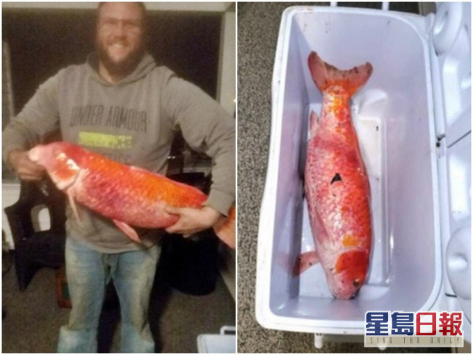 該條金魚異常巨大,需雙手才能抱起。網圖