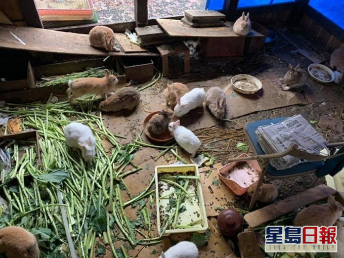 長谷寺飼育大量兔子而造成「兔患」。(網上圖片)