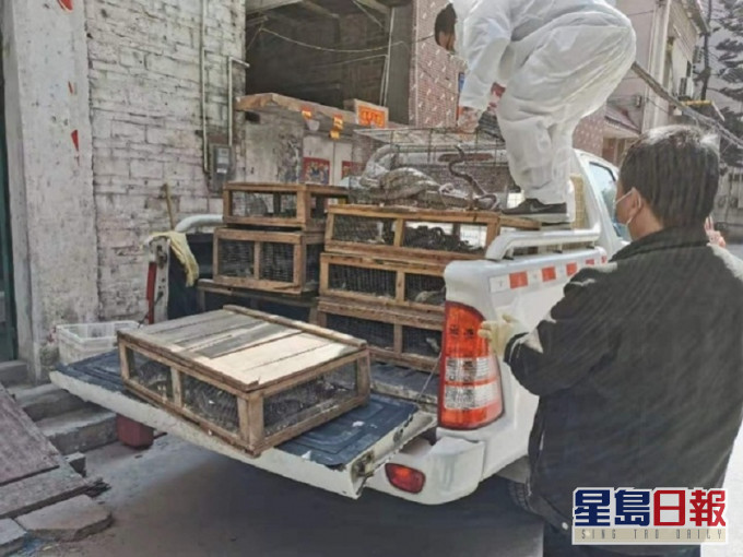 就算新冠肺炎爆發,內地仍有無良商人出售野生動物。資料圖片