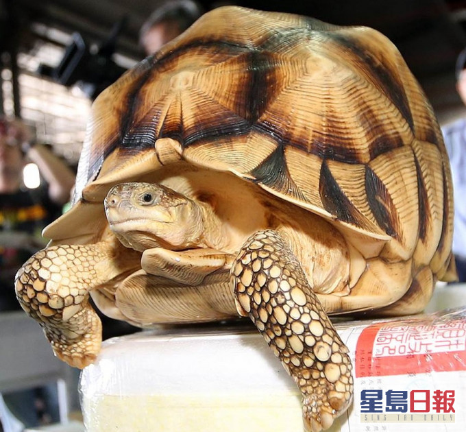马达加斯加陆龟。网上图片