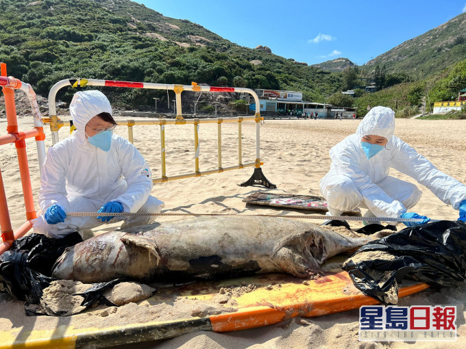 此為本年度第30宗鯨豚屍體擱淺事件。海洋公園保育基金提供