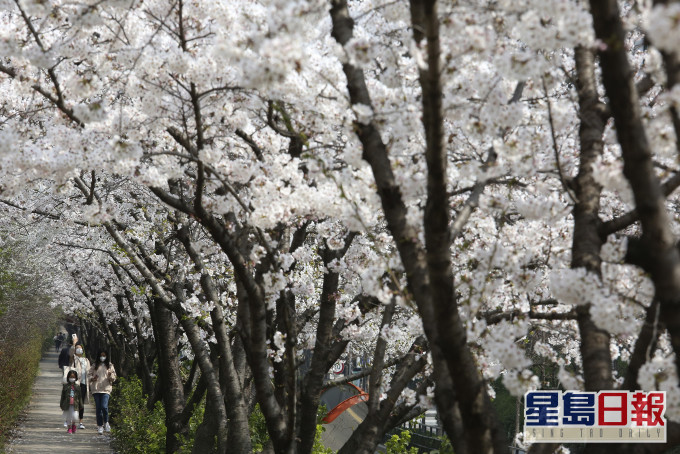 韓國有市民開始聚集到公園賞櫻。 AP圖