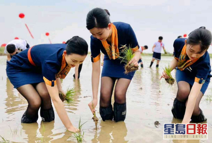 網上流傳空姐空少,穿著制服在水田裡插秧。網上圖片
