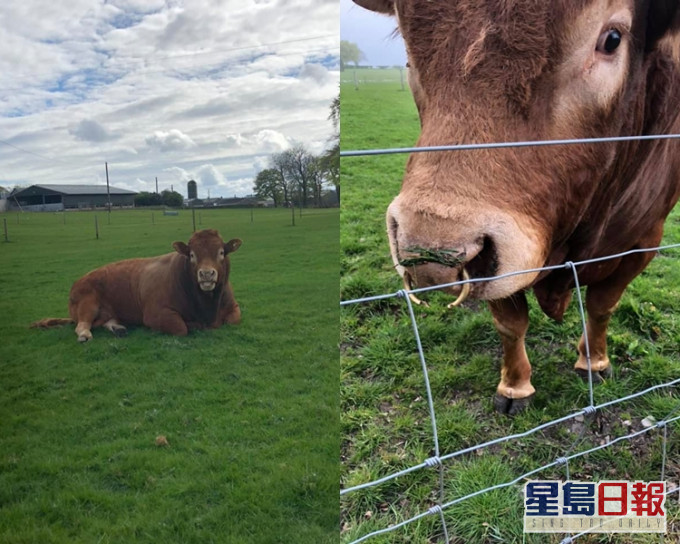 公牛RON。「Chapelton, Strathaven Group」FB圖
