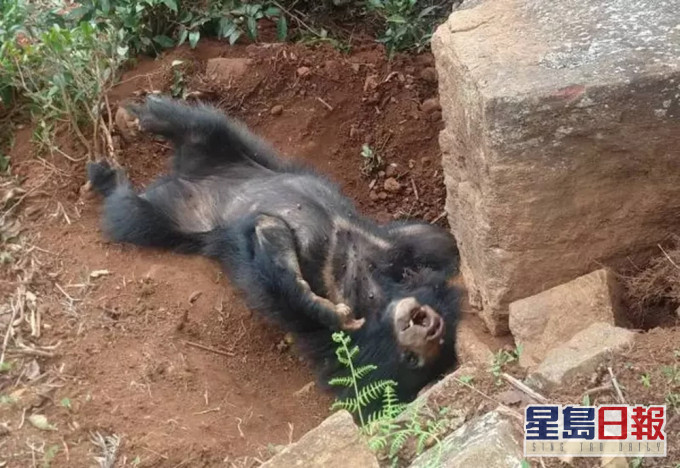 小黑熊巨石壓手痛苦哀嚎無人敢救,無法脫身至死。(網圖)