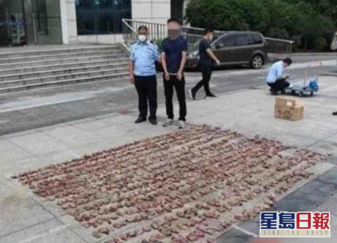 警方展示男子非法狩猎的逾千只斑鸠。网图