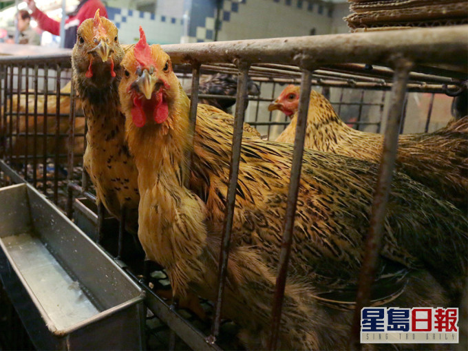 波蘭、德國及英國爆H5N8禽流感。資料圖片