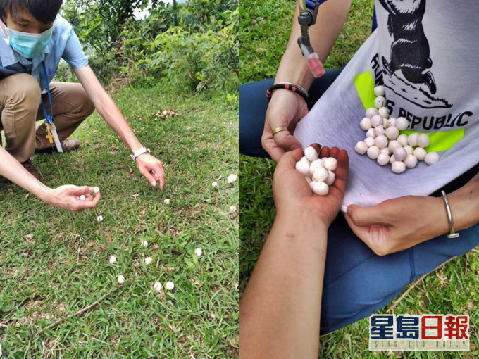 臭丸滿地。Tap Mun cattle herd 塔門黃牛羣 FB
