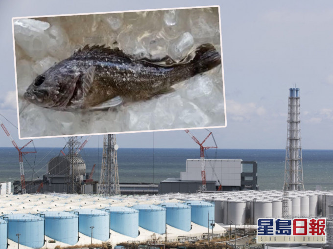 日本禁止福島黑鮋魚上市。
