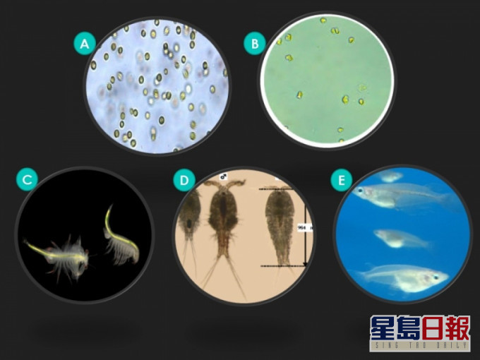 研究中所使用的5种海洋测试生物。港大图片